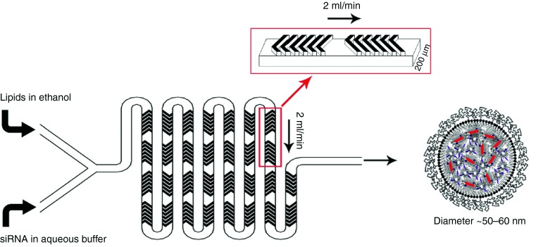 采用交錯人字形微混合器的 LNP-siRNA 配制過程示意圖 采用交錯人字形微混合器的 LNP-siRNA 配制過程示意圖