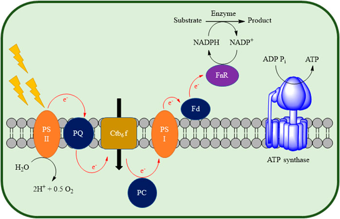 圖 2.通過使用存在于光養微生物細胞內的光系統以及異源氧化還原酶來表示體內光生物催化 NADPH 再生。 圖 2.通過使用存在于光養微生物細胞內的光系統以及異源氧化還原酶來表示體內光生物催化 NADPH 再生。