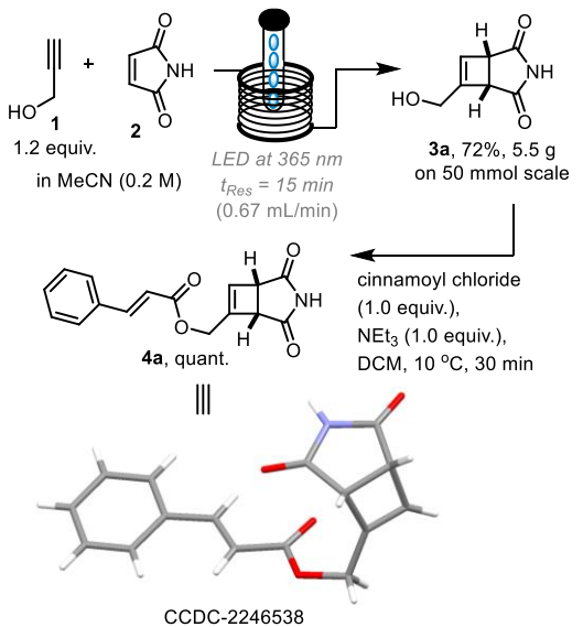 Scheme 2: 反應放大和結晶肉桂酸酯加合物 4a 的形成