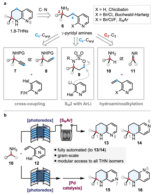 從伯烷基胺模塊化自動合成螺環四氫萘啶 從伯烷基胺模塊化自動合成螺環四氫萘啶
