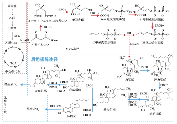 甾醇代謝合成途徑 甾醇代謝合成途徑