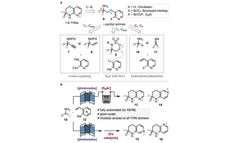 從伯烷基胺模塊化自動合成螺環四氫萘啶
